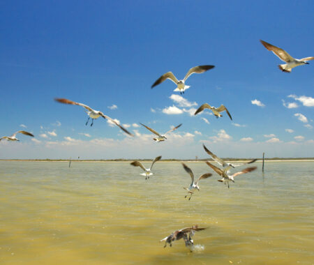 Texas Gulf Coast