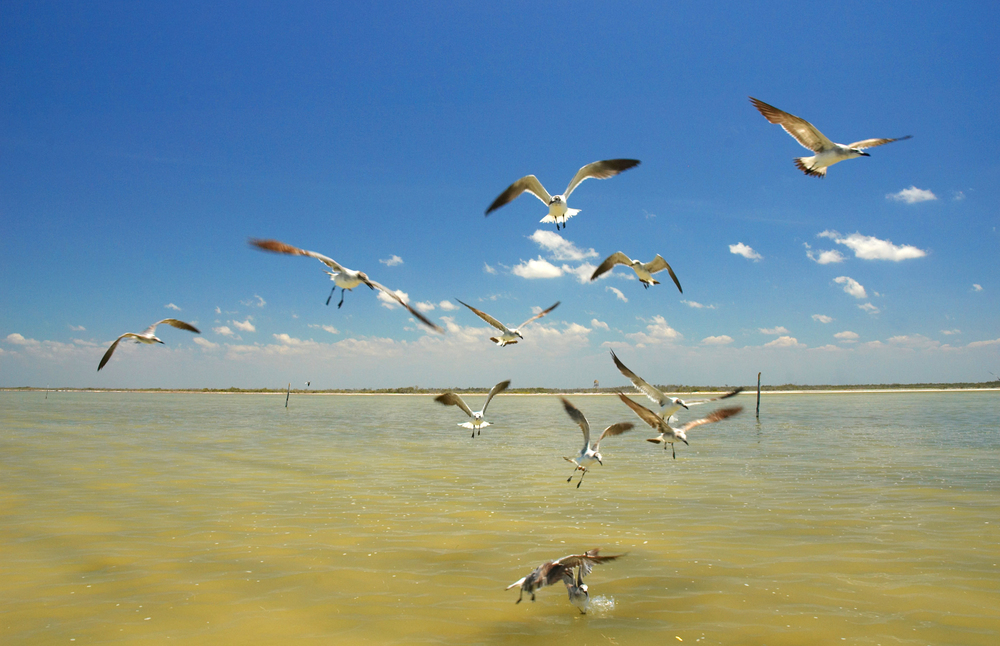 Texas Gulf Coast
